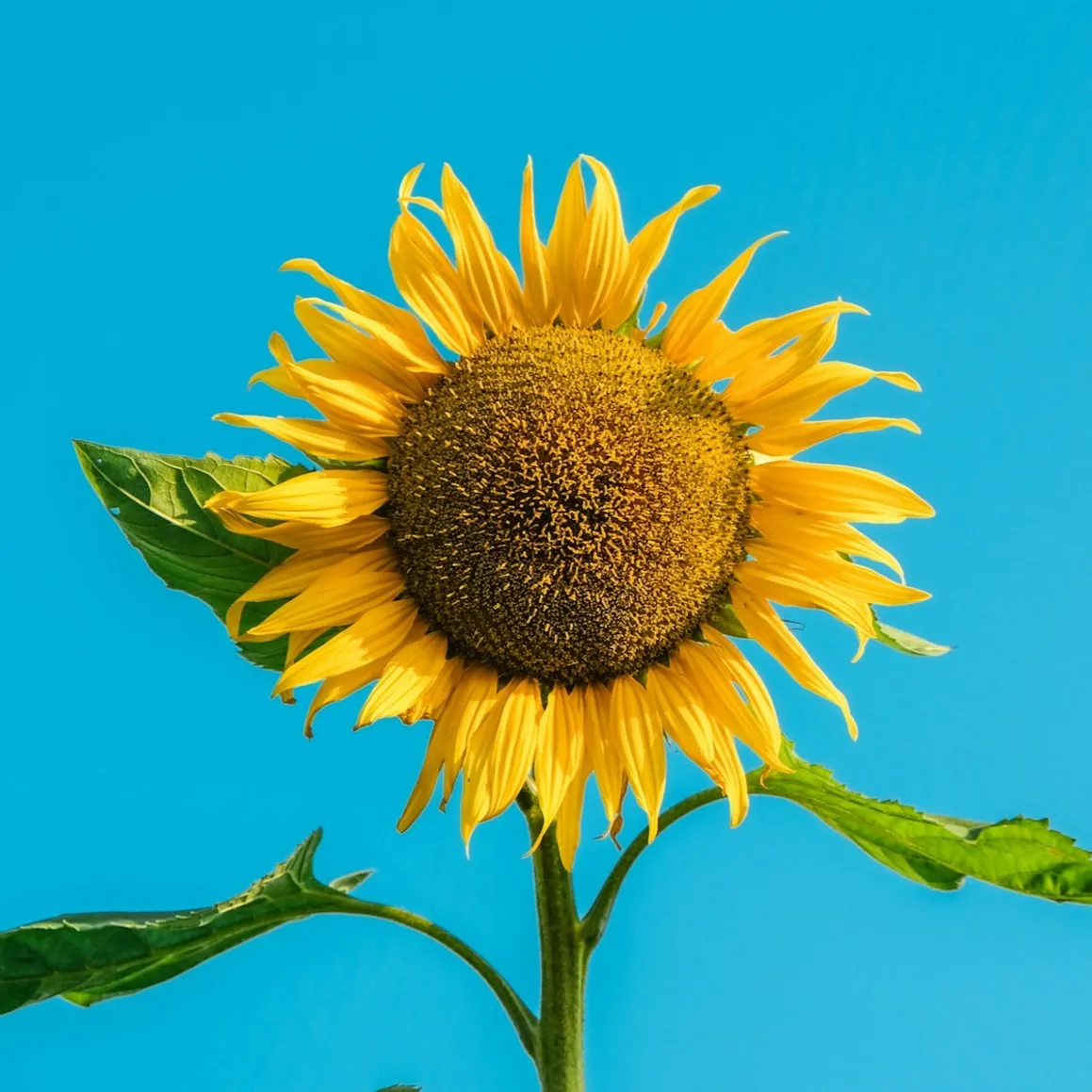 Photo of a sunflower with its stem and leaves against a clear blue sky