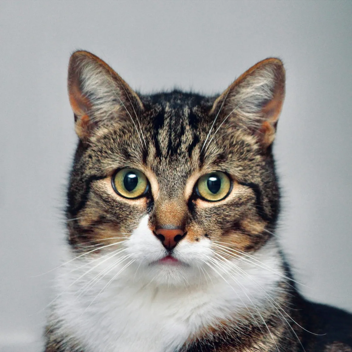 Photo of a brown tabby cat with a white chest, looking straight at the camera